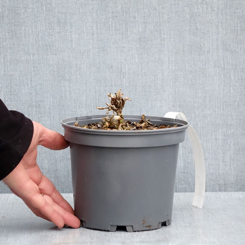 Exemplar von Hydrangea aspera subsp.sargentiana - Samthortensie Topf mit 3L/4L wie im Frühjahr geliefert