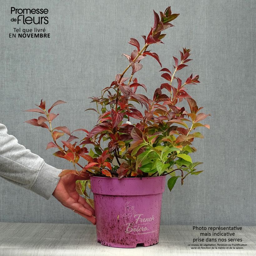 Exemplar von Hydrangea French Bolero - Girlanden-Hortensie Topf mit 6L/7L wie im Herbst geliefert
