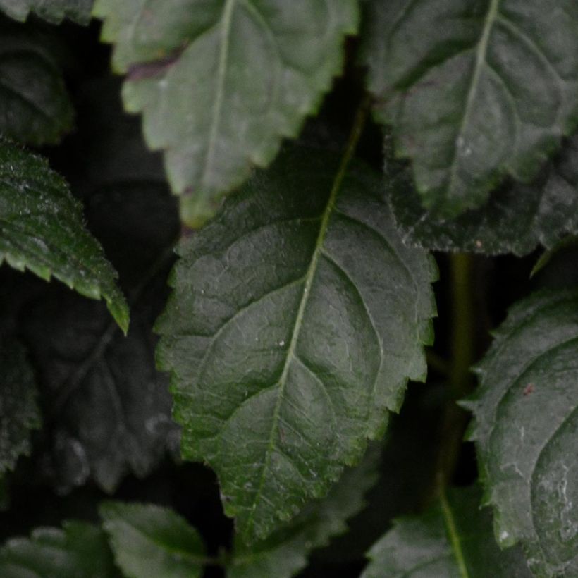 Hydrangea anomala petiolaris Winter Surprise - Kletter-Hortensie (Laub)