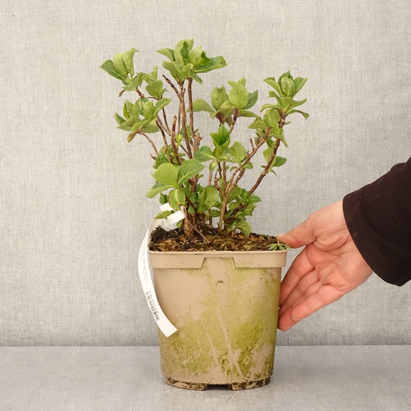 Exemplar von Hydrangea macrophylla Amethyst - Bauernhortensie Topf mit 3L/4L wie im Frühjahr geliefert