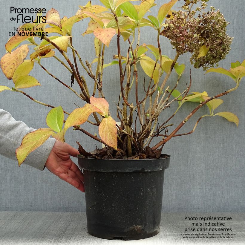 Exemplar von Hydrangea macrophylla Ayesha - Bauernhortensie Topf mit 7,5L/10L wie im Herbst geliefert