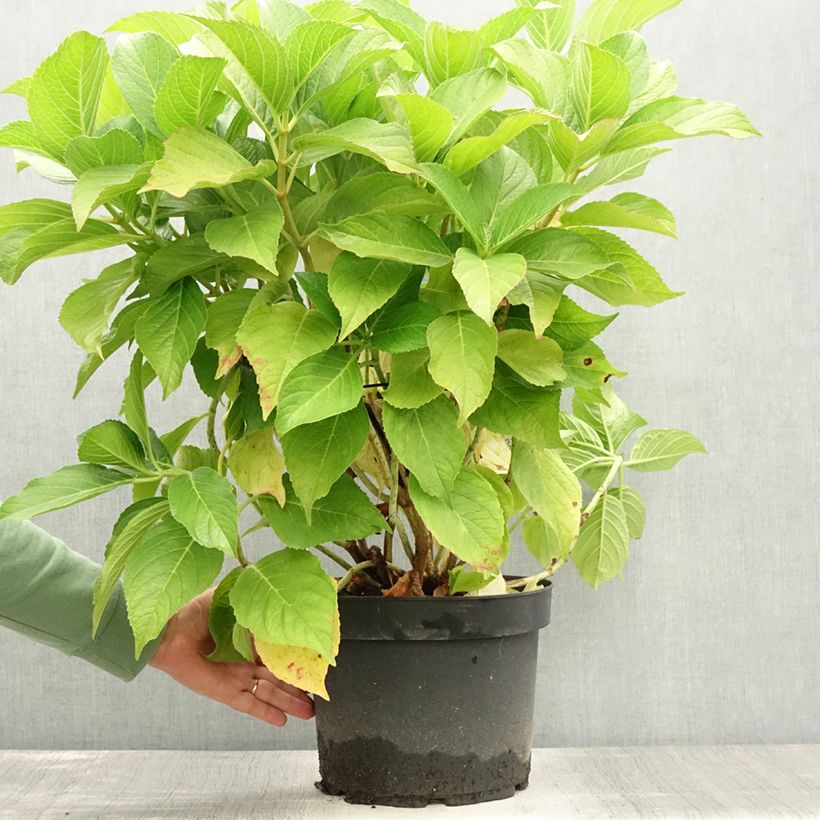 Exemplar von Hydrangea macrophylla Ayesha - Bauernhortensie Topf mit 7,5L/10L wie im Sommer geliefert