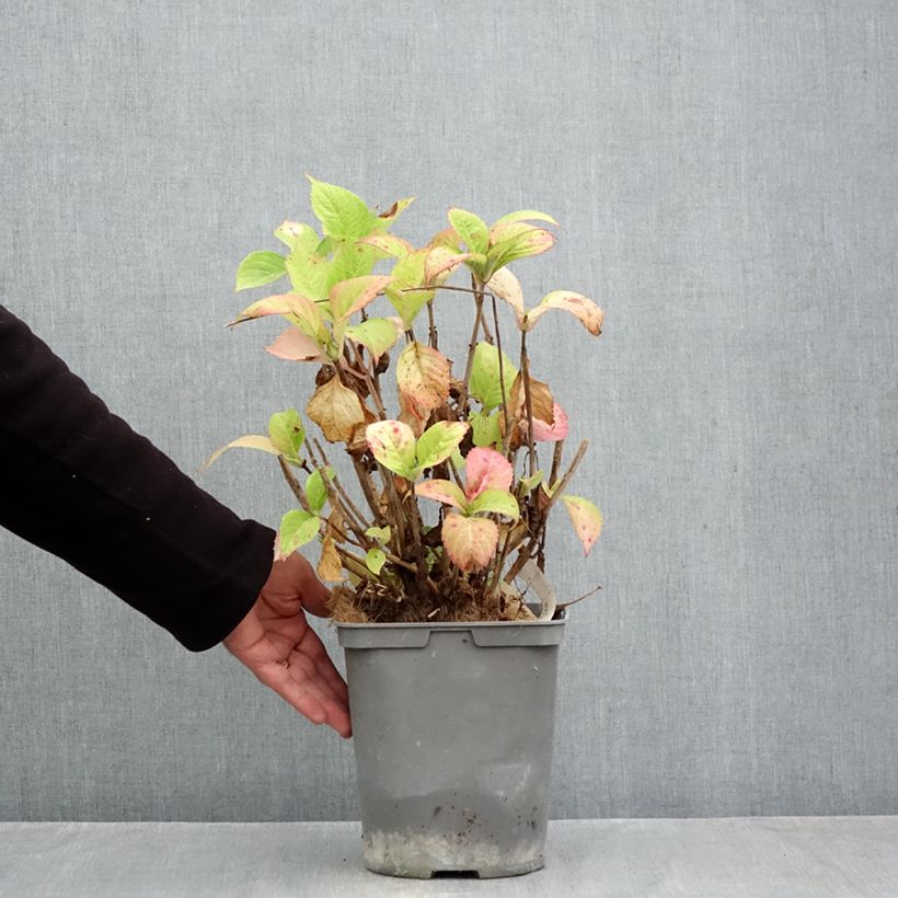 Exemplar von Hydrangea macrophylla Baron Rouge - Bauernhortensie Topf mit 4L/5L wie im Herbst geliefert