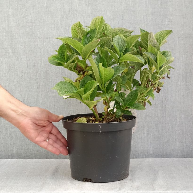 Exemplar von Hydrangea macrophylla Beautensia Dali - Bauernhortensie Topf mit 4L/5L wie im Sommer geliefert