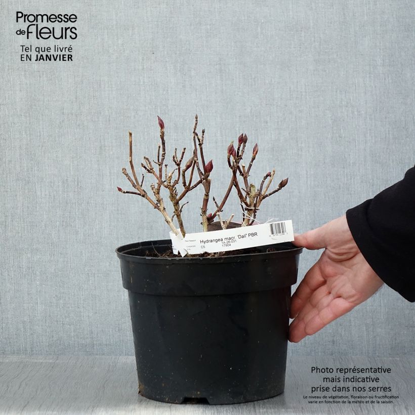 Exemplar von Hydrangea macrophylla Beautensia Dali - Bauernhortensie Topf mit 4L/5L wie im Winter geliefert
