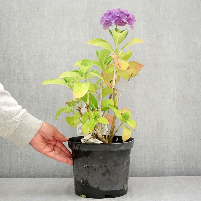 Exemplar von Hydrangea macrophylla Beautensia Spike - Bauernhortensie Topf mit 4L/5L wie im Sommer geliefert