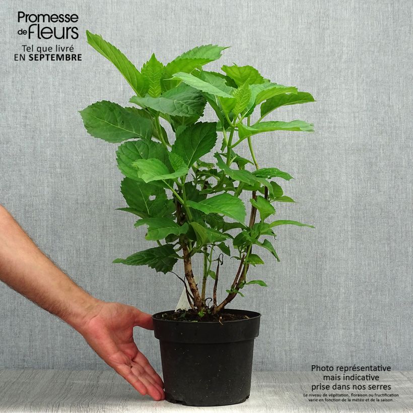 Exemplar von Hydrangea macrophylla Bela - Bauernhortensie Topf mit 2L/3L wie im Herbst geliefert