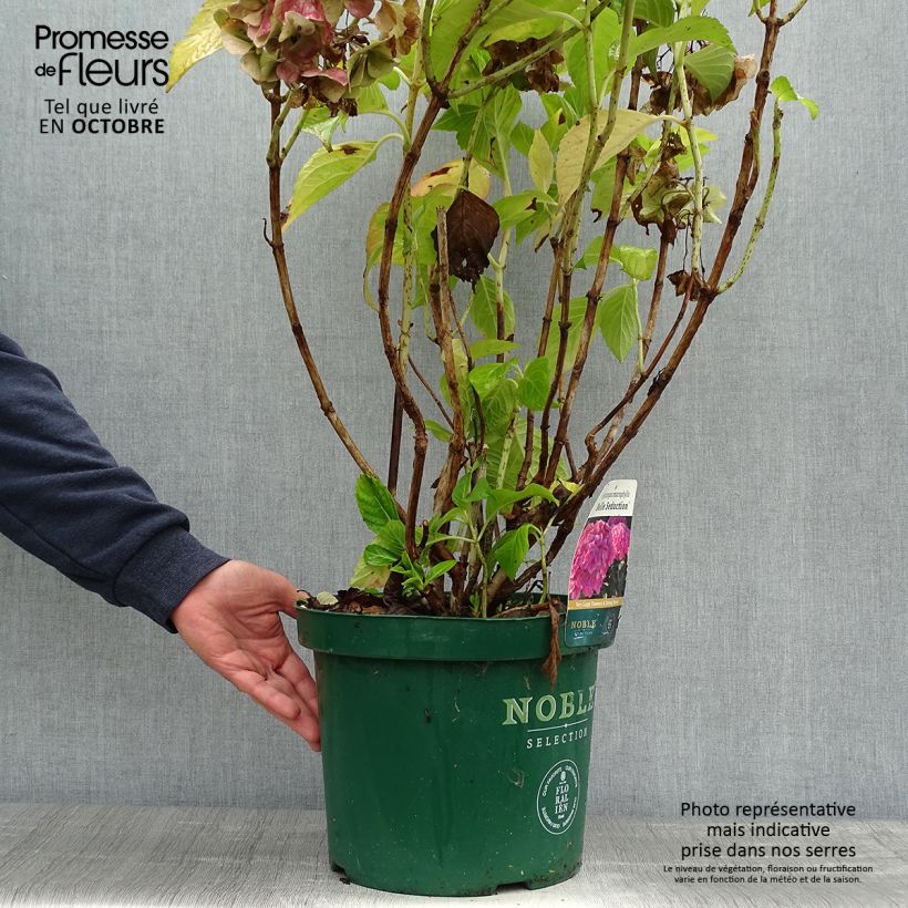 Exemplar von Hydrangea macrophylla Belle Séduction - Bauernhortensie Topf mit 7,5L/10L wie im Herbst geliefert
