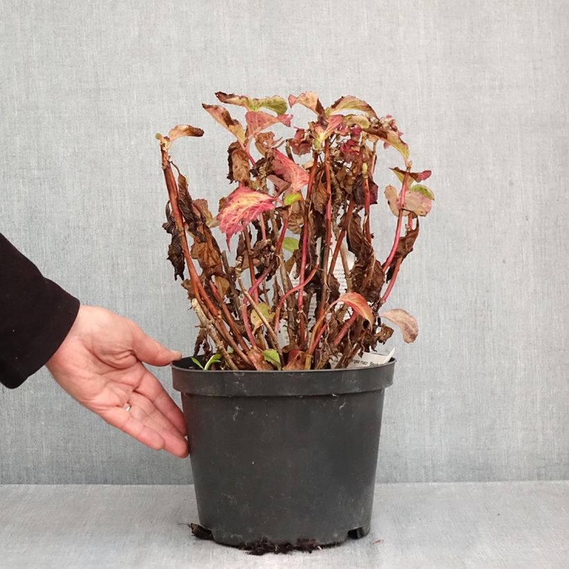 Exemplar von Hydrangea macrophylla Benthe - Bauernhortensie Topf mit 4L/5L wie im Herbst geliefert