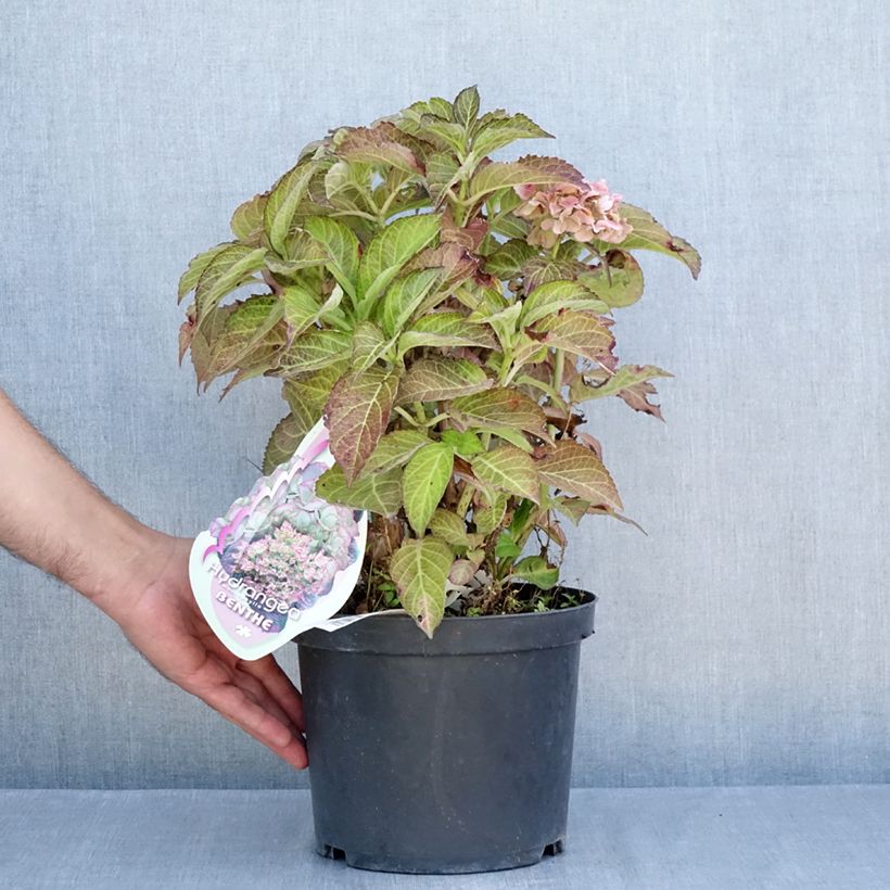 Exemplar von Hydrangea macrophylla Benthe - Bauernhortensie Topf mit 4L/5L wie im Sommer geliefert