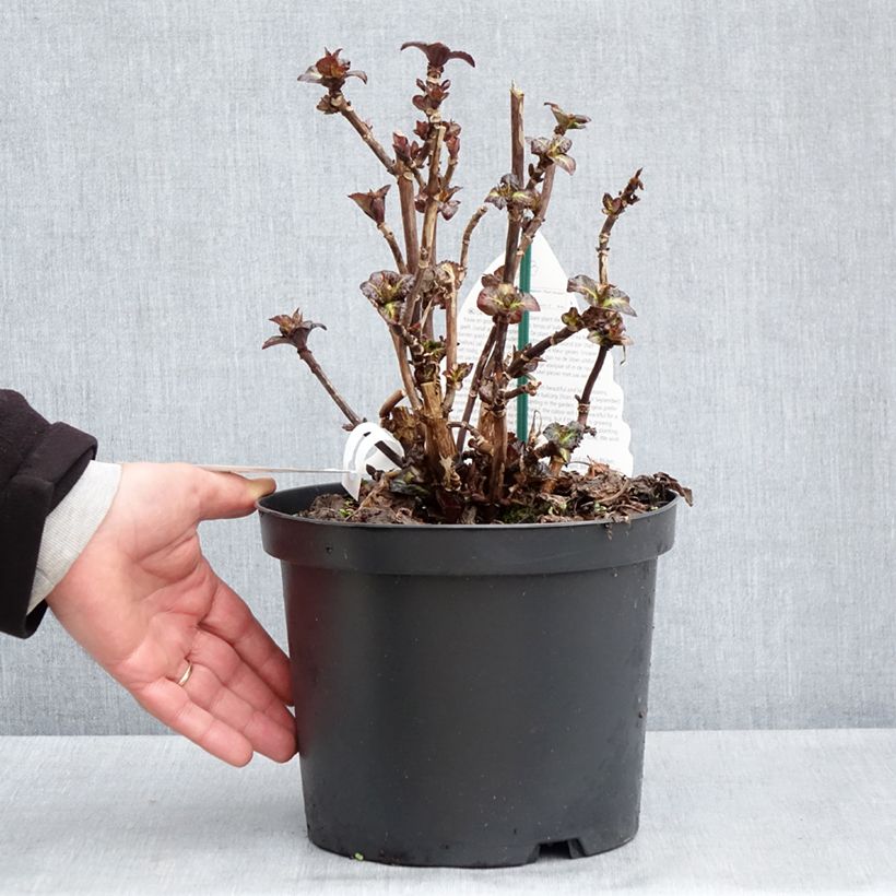 Exemplar von Hydrangea macrophylla Benthe - Bauernhortensie Topf mit 4L/5L wie im Frühjahr geliefert