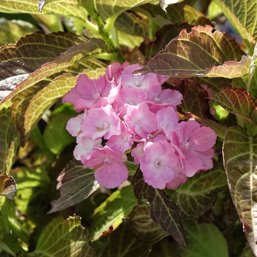 Hydrangea macrophylla Benthe - Bauernhortensie (Blüte)