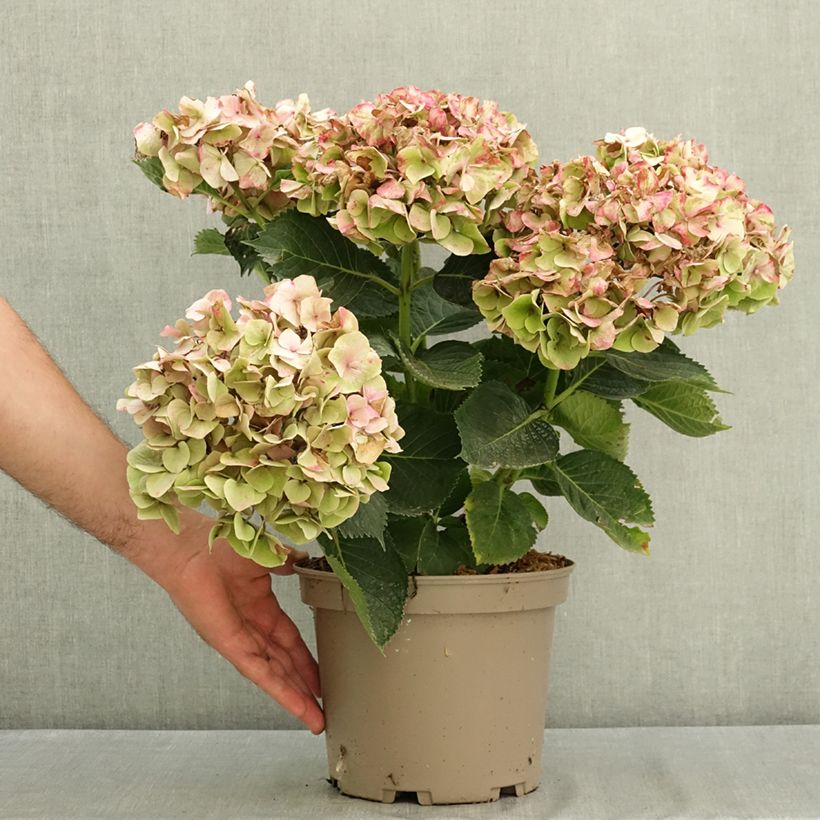 Exemplar von Hydrangea macrophylla Berlin - Bauernhortensie Topf mit 4L/5L wie im Sommer geliefert