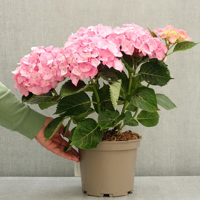 Exemplar von Hortensia - Hydrangea macrophylla Berlin (rose) Pot de 4L/5L wie im Frühjahr geliefert