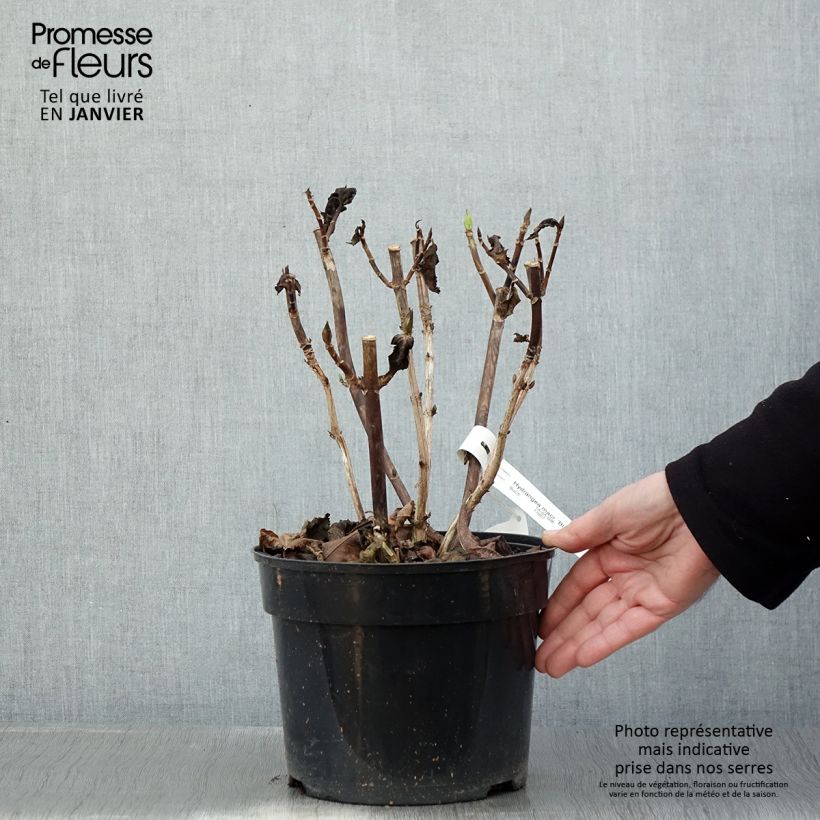 Exemplar von Hydrangea macrophylla Black Steel Purple - Bauernhortensie Topf mit 4L/5L wie im Winter geliefert