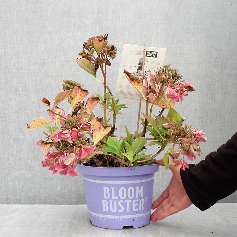 Exemplar von Hydrangea macrophylla Bloombuster Rosa - Bauernhortensie Topf mit 4L/5L wie im Herbst geliefert