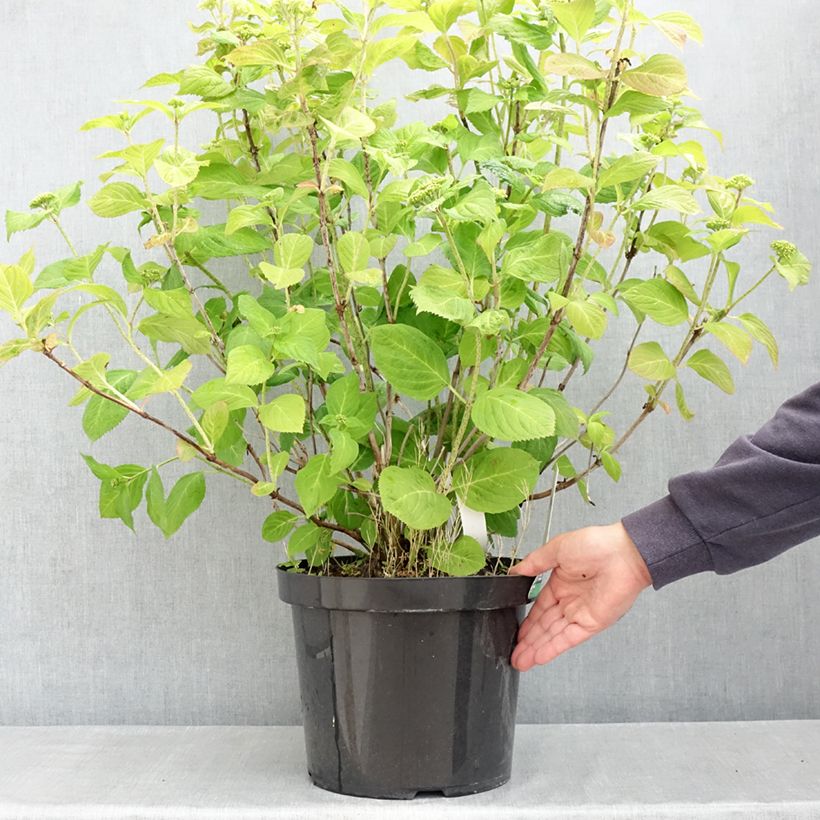 Exemplar von Hydrangea macrophylla Bouquet Rose - Bauernhortensie Topf mit 7,5L/10L wie im Frühjahr geliefert