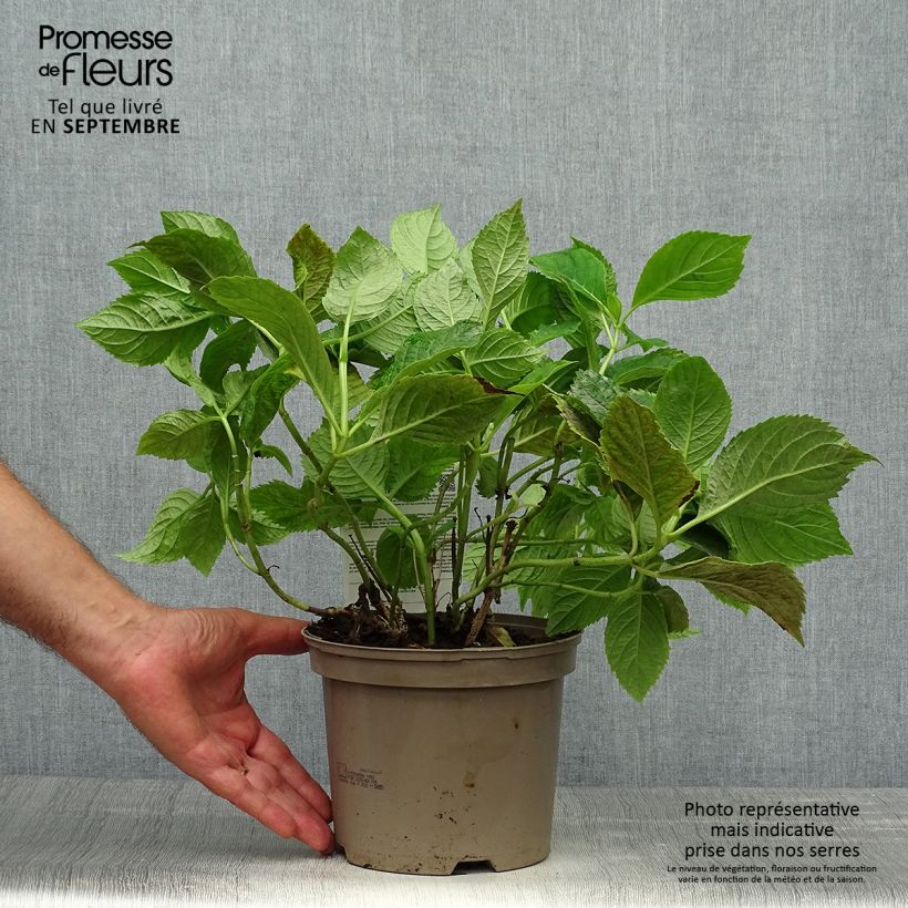 Exemplar von Hydrangea macrophylla Bouquet Rose - Bauernhortensie Topf mit 2L/3L wie im Herbst geliefert