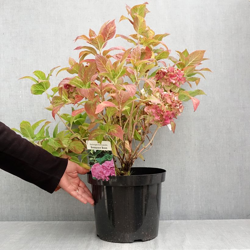 Exemplar von Hydrangea macrophylla Bouquet Rose - Bauernhortensie Topf mit 7,5L/10L wie im Herbst geliefert