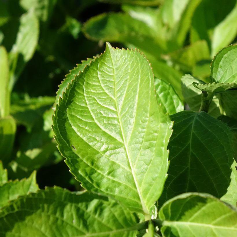 Hydrangea macrophylla Bright White - Bauernhortensie (Laub)