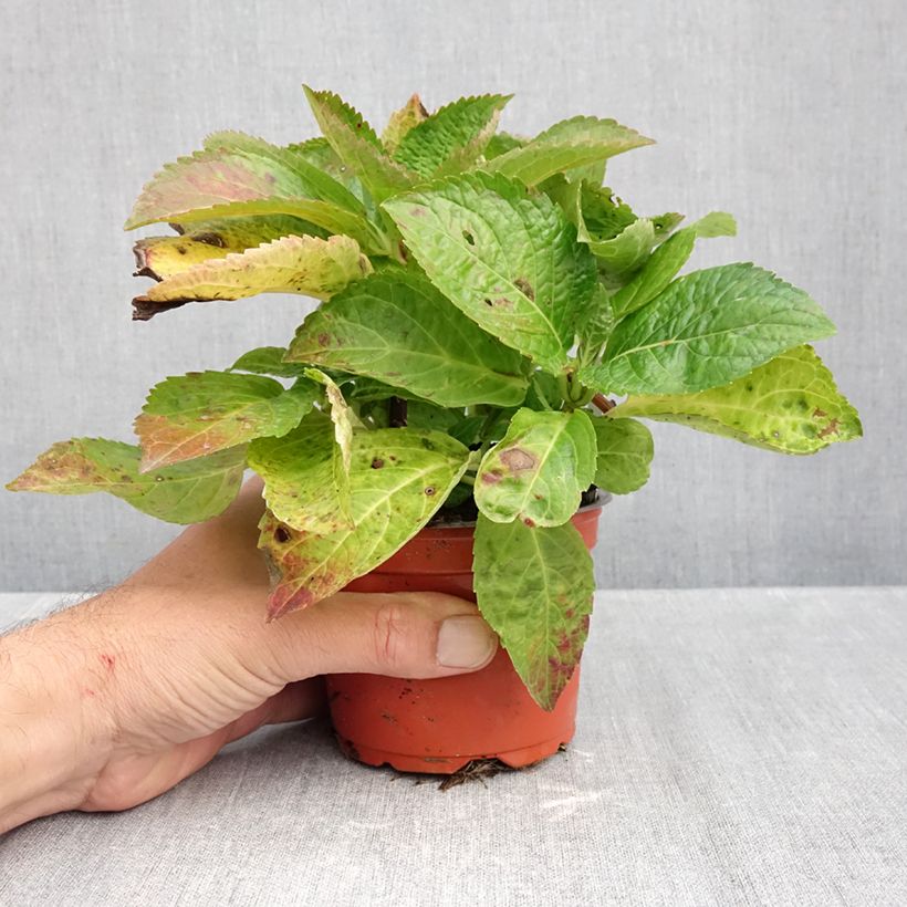 Exemplar von Hydrangea macrophylla Bright White - Bauernhortensie Kleine Töpfe von 8/9 cm wie im Herbst geliefert