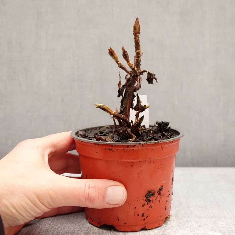 Exemplar von Hydrangea macrophylla Bright White - Bauernhortensie Kleine Töpfe von 8/9 cm wie im Winter geliefert