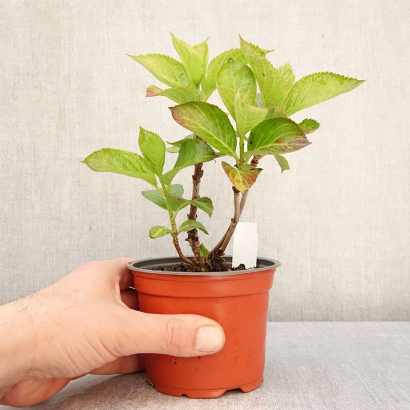 Exemplar von Hydrangea macrophylla Bright White - Bauernhortensie Kleine Töpfe von 8/9 cm wie im Frühjahr geliefert