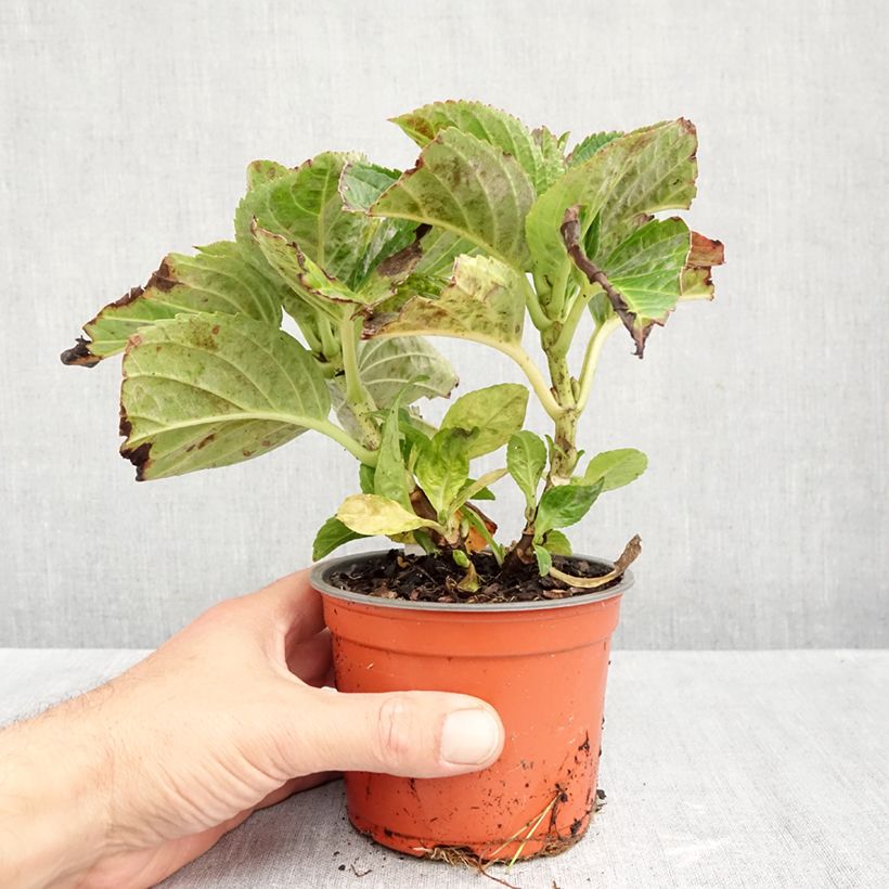 Exemplar von Hydrangea macrophylla Caipirinha - Bauernhortensie Topf 12 cm / 13 cm wie im Herbst geliefert