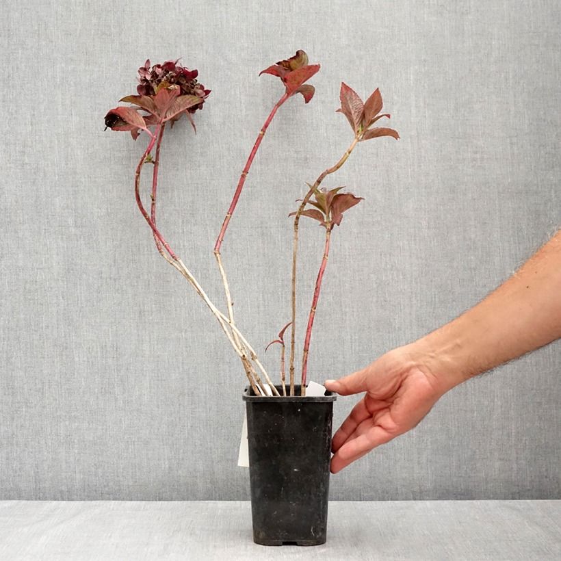 Exemplar von Hydrangea macrophylla Chocolate Ever Belles - Bauernhortensie Topf mit 1,5L/2L wie im Sommer geliefert