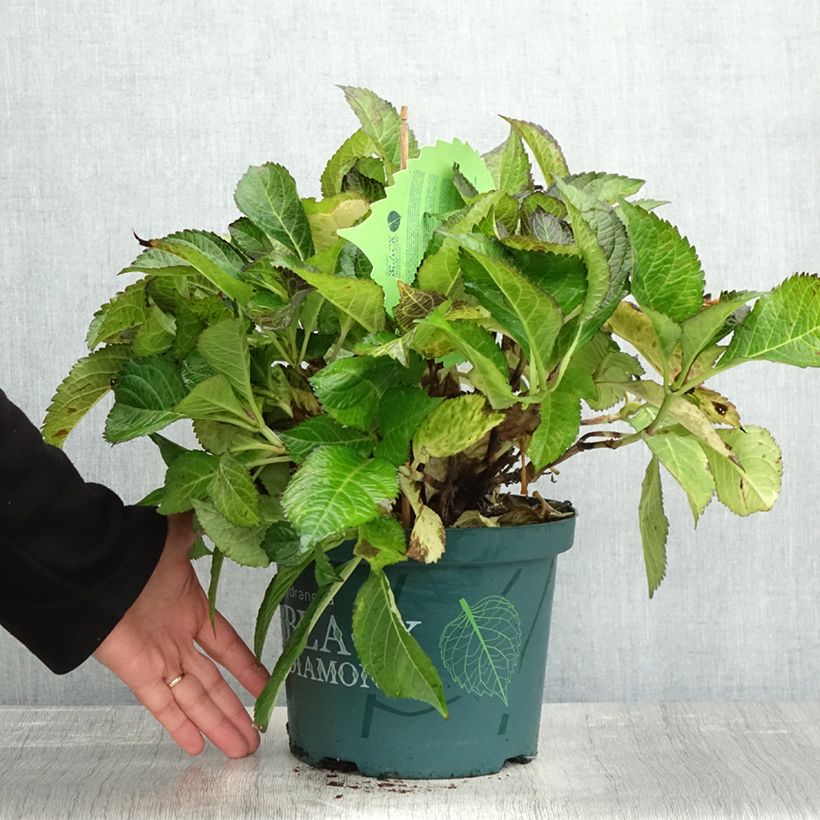 Exemplar von Hydrangea macrophylla Dark Angel Purple - Bauernhortensie Topf mit 4L/5L wie im Herbst geliefert