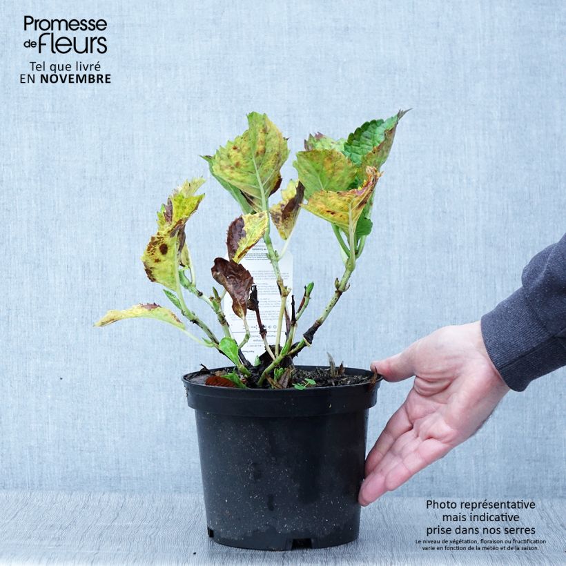 Exemplar von Hydrangea macrophylla Deutschland - Bauernhortensie Topf mit 2L/3L wie im Herbst geliefert