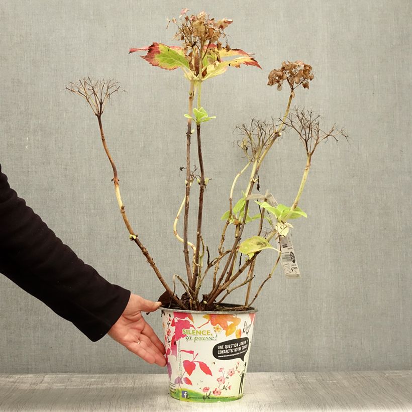 Exemplar von Hydrangea macrophylla Dolce Fragola - Bauernhortensie Topf mit 4L/5L wie im Herbst geliefert