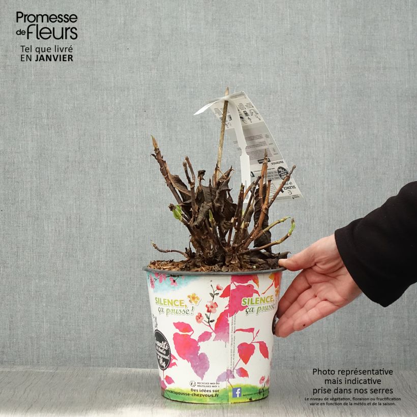 Exemplar von Hydrangea macrophylla Dolce Fragola - Bauernhortensie Topf mit 4L/5L wie im Winter geliefert