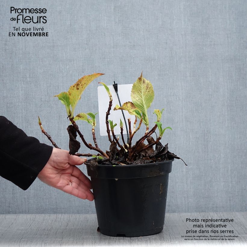 Exemplar von Hydrangea macrophylla Dolce Gipsy - Bauernhortensie Topf mit 4L/5L wie im Herbst geliefert