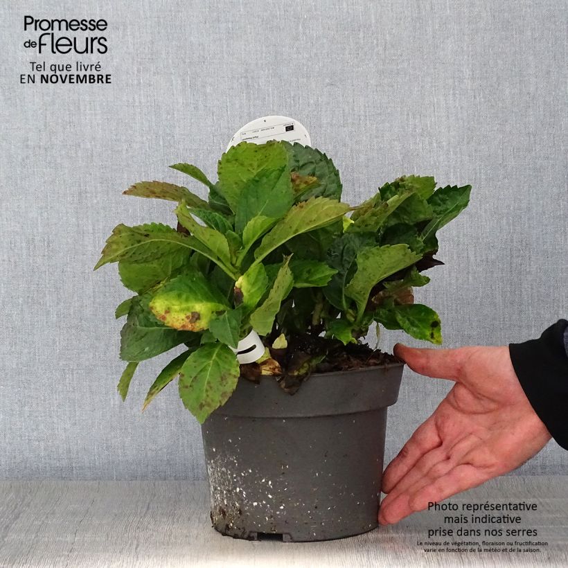 Exemplar von Hydrangea macrophylla Early Blue - Bauernhortensie Topf mit 2L/3L wie im Herbst geliefert