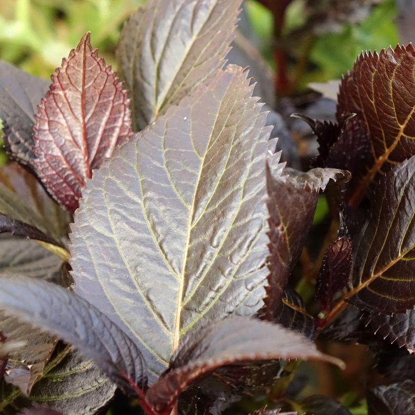 Hydrangea macrophylla Eclipse - Bauernhortensie (Laub)