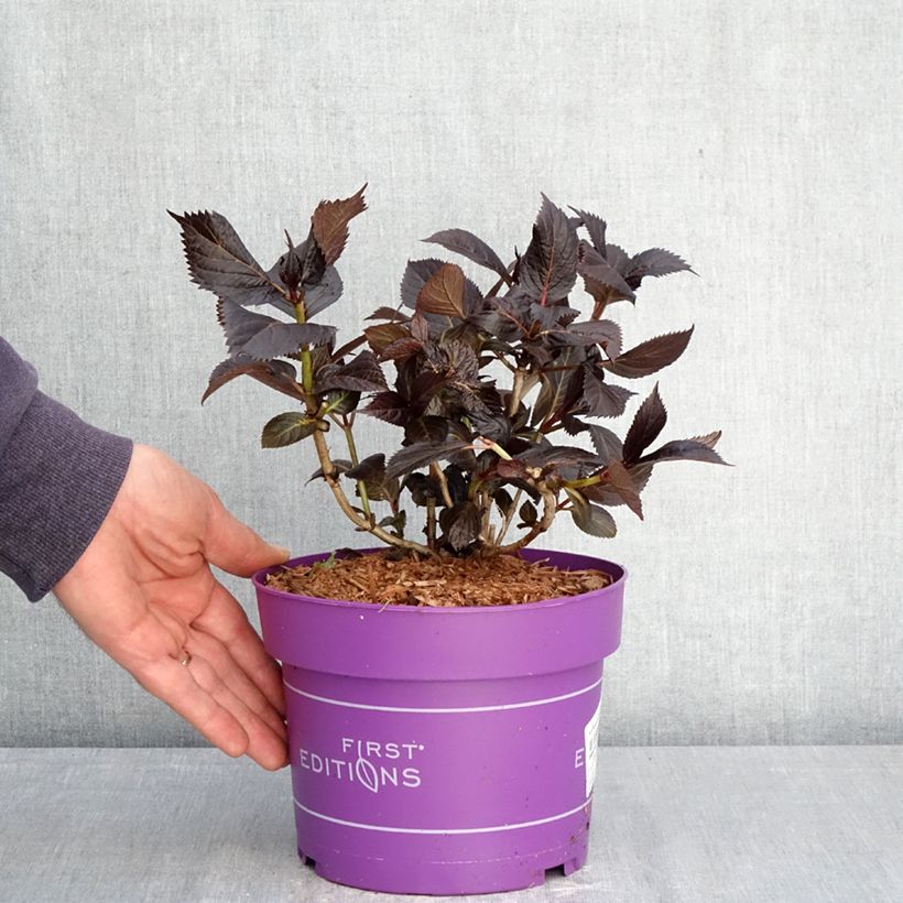 Exemplar von Hydrangea macrophylla Eclipse - Bauernhortensie Topf mit 3L/4L wie im Frühjahr geliefert