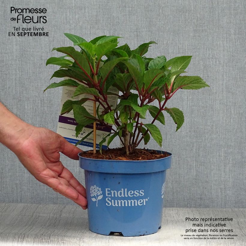 Exemplar von Hydrangea macrophylla Endless Summer Bloomstar - Bauernhortensie Topf mit 3L/4L wie im Herbst geliefert