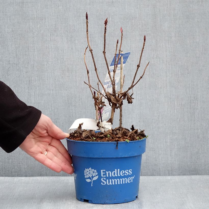 Exemplar von Hydrangea macrophylla Endless Summer Bloomstar - Bauernhortensie Topf mit 3L/4L wie im Winter geliefert