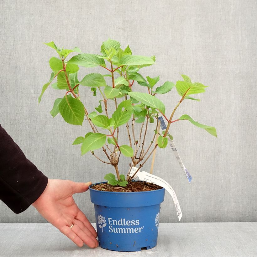 Exemplar von Hydrangea macrophylla Endless Summer Bloomstar - Bauernhortensie Topf mit 3L/4L wie im Frühjahr geliefert