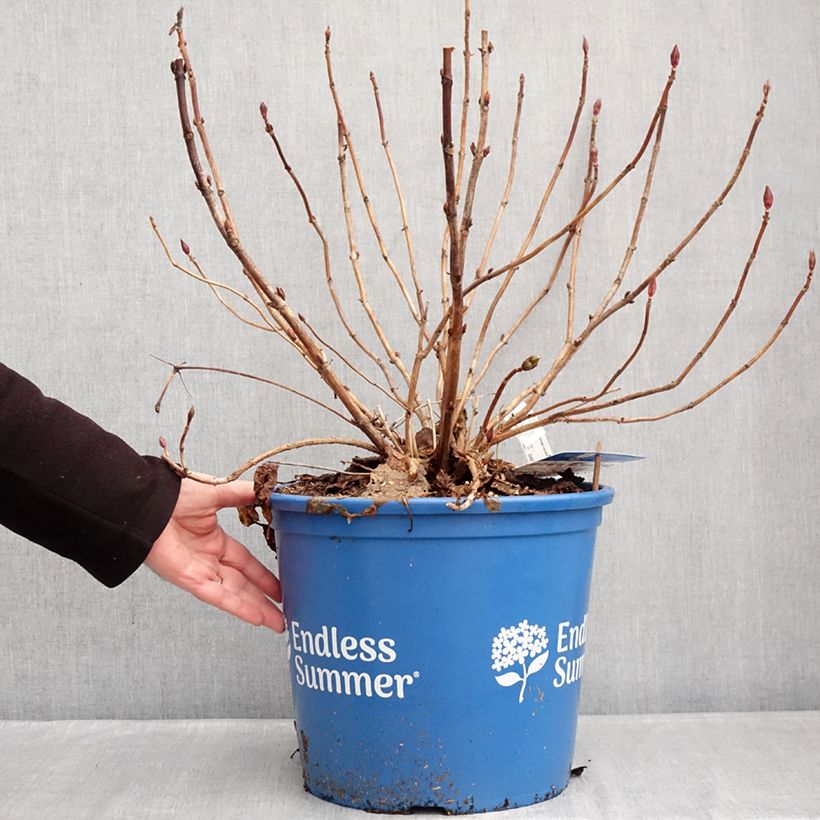 Exemplar von Hydrangea macrophylla Endless Summer The Bride - Bauernhortensie Topf mit 12L/15L wie im Winter geliefert