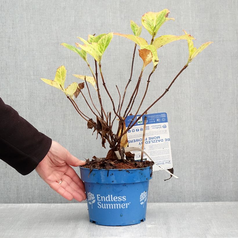 Exemplar von Hydrangea macrophylla Endless Summer The Bride - Bauernhortensie Topf mit 2L/3L wie im Herbst geliefert