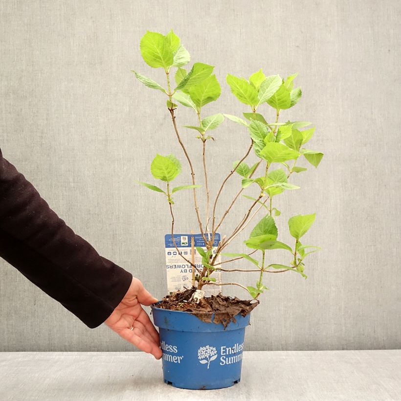 Exemplar von Hydrangea macrophylla Endless Summer The Bride - Bauernhortensie Topf mit 2L/3L wie im Frühjahr geliefert