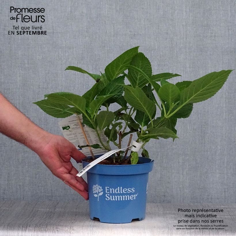 Exemplar von Hydrangea macrophylla Endless Summer The Original Blue - Bauernhortensie Topf mit 2L/3L wie im Herbst geliefert