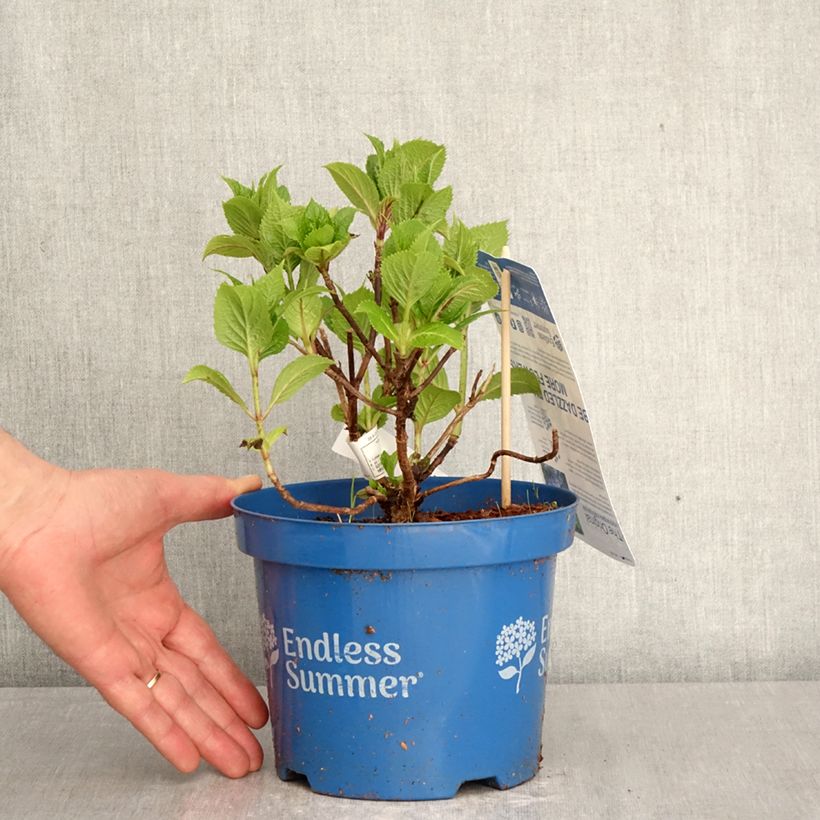 Exemplar von Hydrangea macrophylla Endless Summer The Original Blue - Bauernhortensie Topf mit 2L/3L wie im Frühjahr geliefert