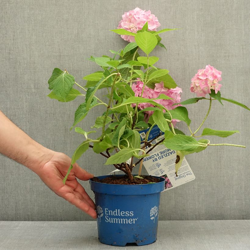 Exemplar von Hydrangea macrophylla Endless Summer The Original Pink - Bauernhortensie Topf mit 2L/3L wie im Frühjahr geliefert