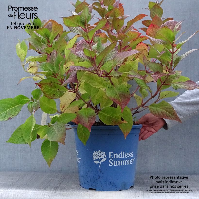Exemplar von Hydrangea macrophylla Endless Summer Twist and Shout - Bauernhortensie Topf mit 12L/15L wie im Herbst geliefert
