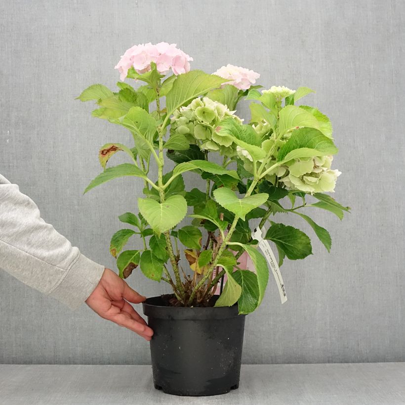 Exemplar von Hydrangea macrophylla Everbloom® Pink Wonder - Bauernhortensie Topf mit 4L/5L wie im Sommer geliefert