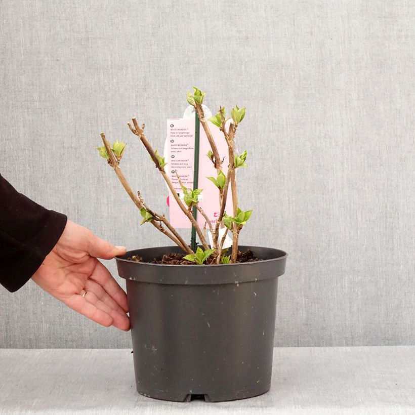 Exemplar von Hydrangea macrophylla Everbloom® White Wonder - Bauernhortensie Topf mit 4L/5L wie im Winter geliefert