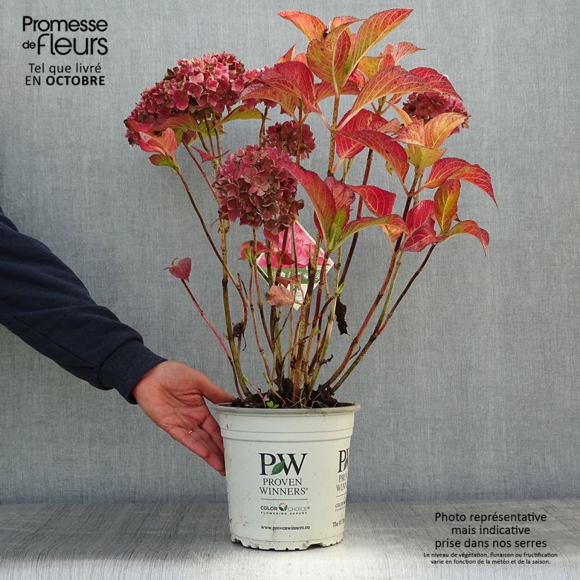 Exemplar von Hydrangea macrophylla Flair & Flavours Sweet Cupcake - Bauernhortensie Topf mit 4L/5L wie im Herbst geliefert